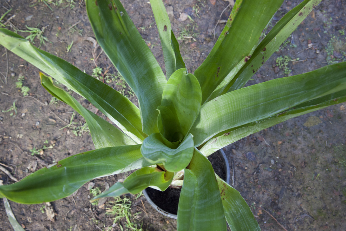 Alcantarea Imperialis Rubra