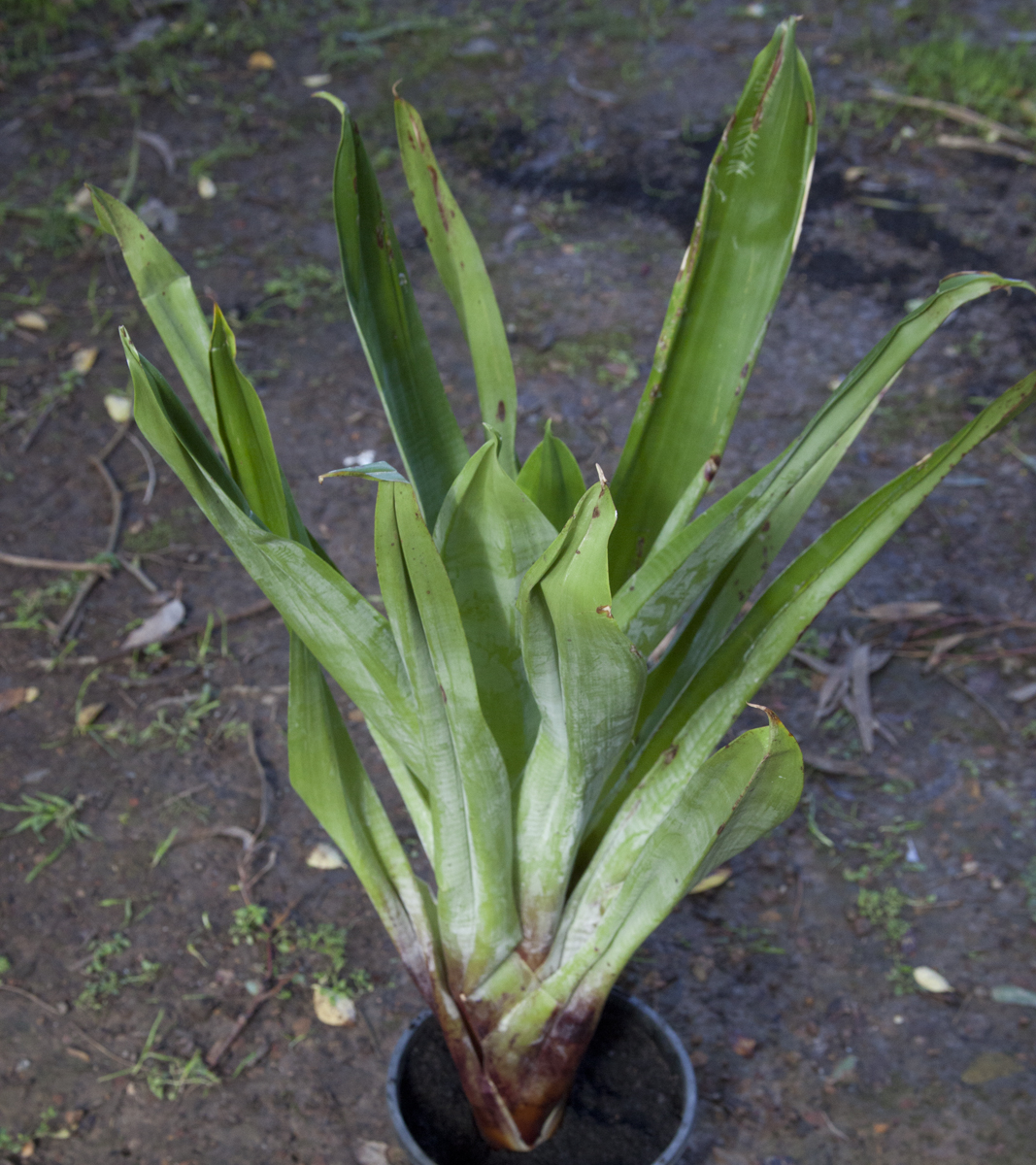 Alcantarea Imperialis Rubra
