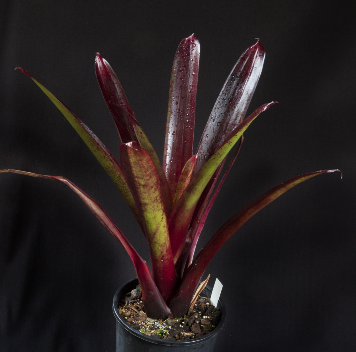 Alcantarea Unicolor
