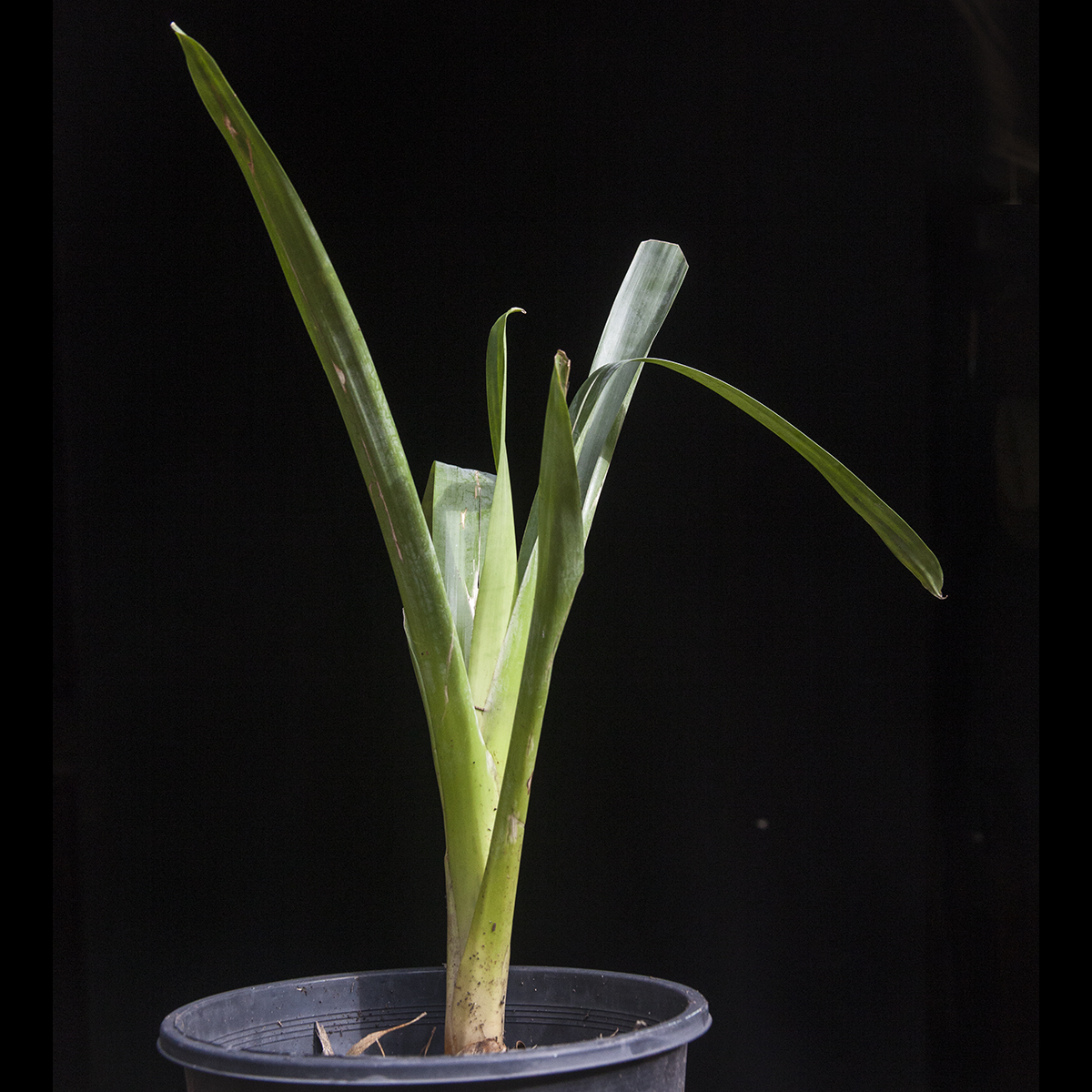 Alcantarea geniclata