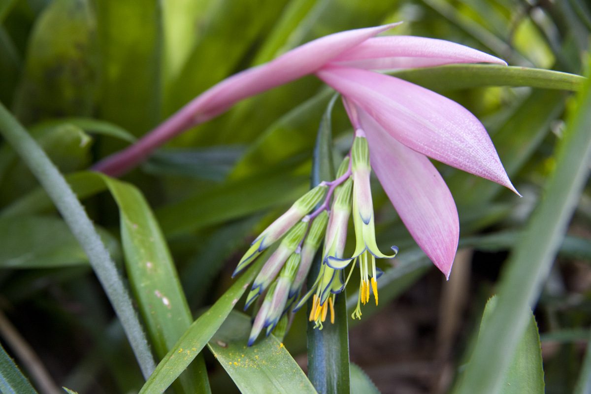 flower of Billbergia bobtail, Lloyd Godman