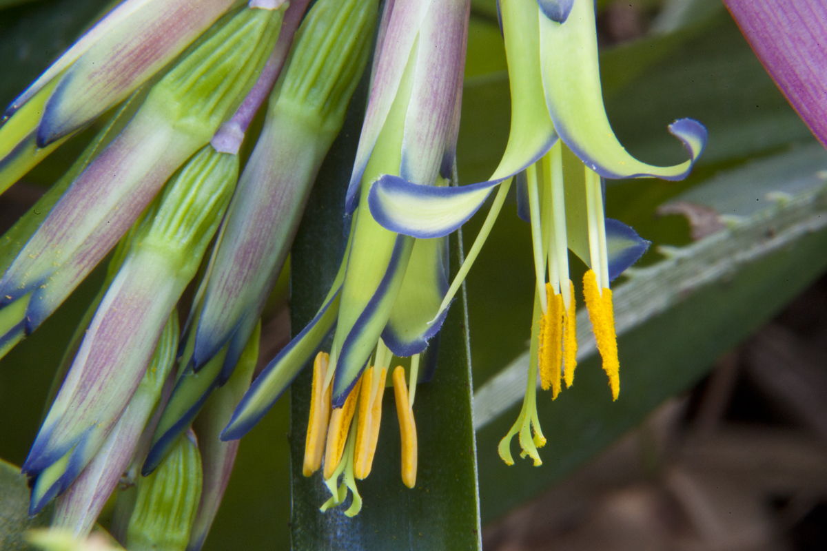 flower detail of Billbergia bobtail, Lloyd Godman