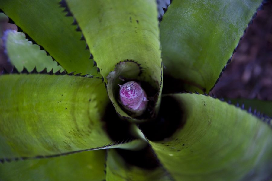 Billbergia Elegins Pink with flower spike forming, Lloyd Godman