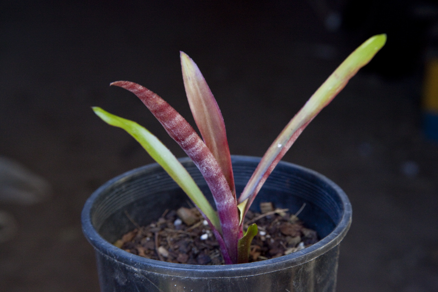 Billbergia henry teusher, Lloyd Godman