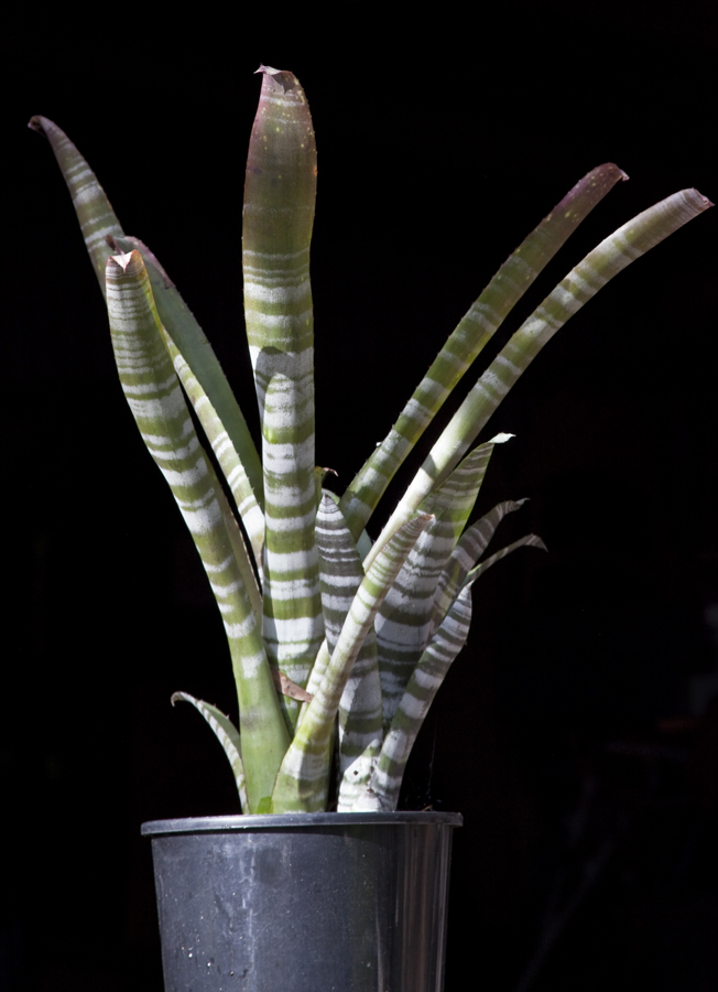 Billbergia Horrida Var tierina