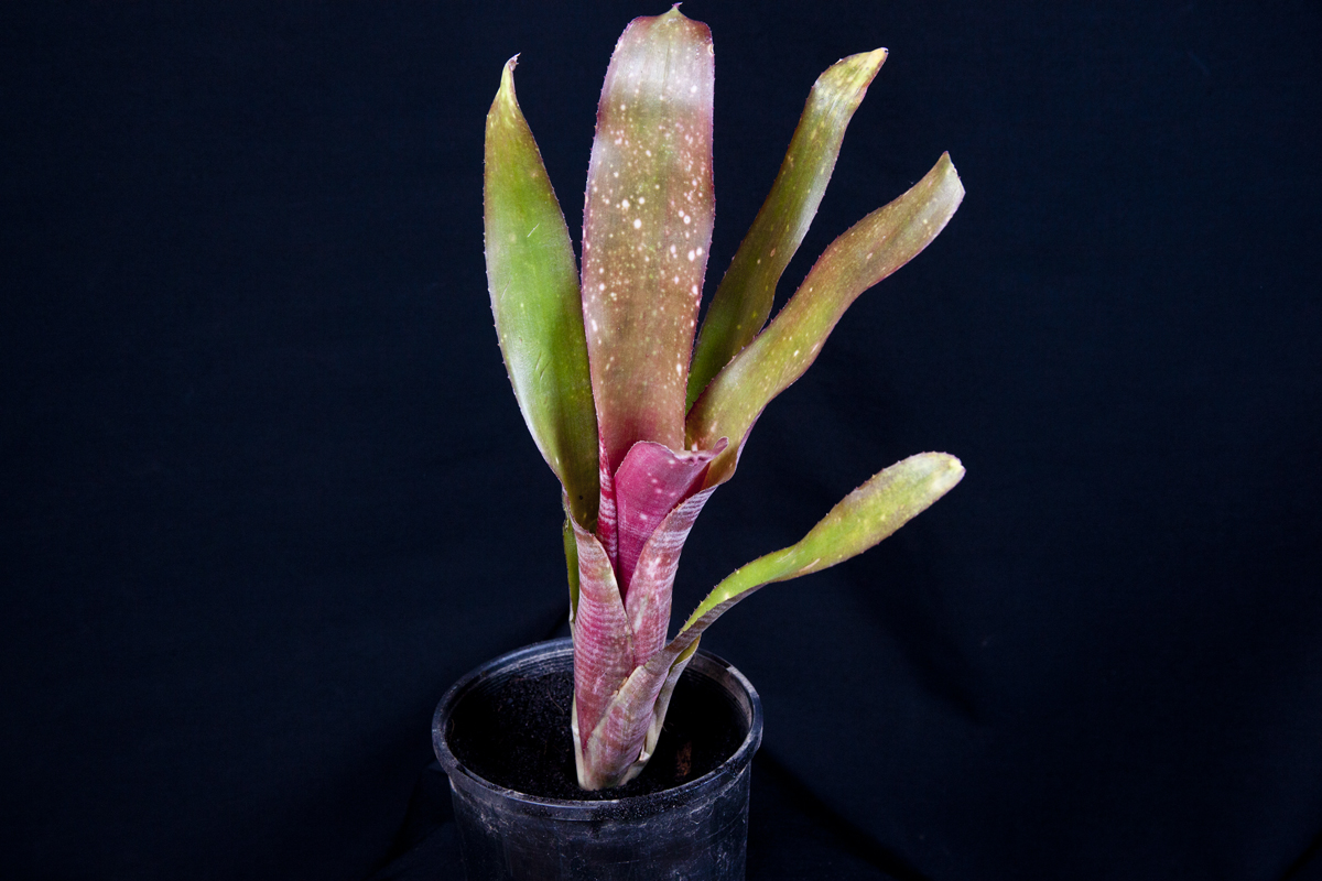 Billbergia Kolan Crusader, Lloyd Godman