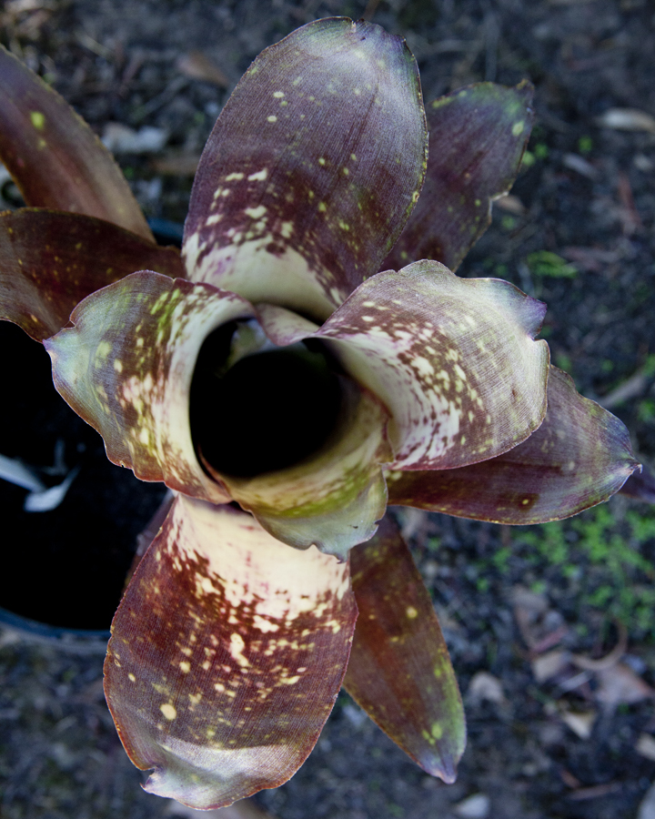 Billbergia Last Hurrah, Lloyd Godman