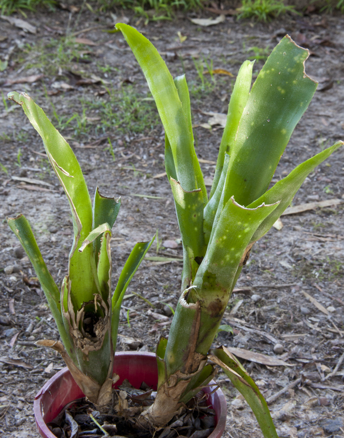 This Billbergia plant has damage where the leaves have been eaten by rabbits