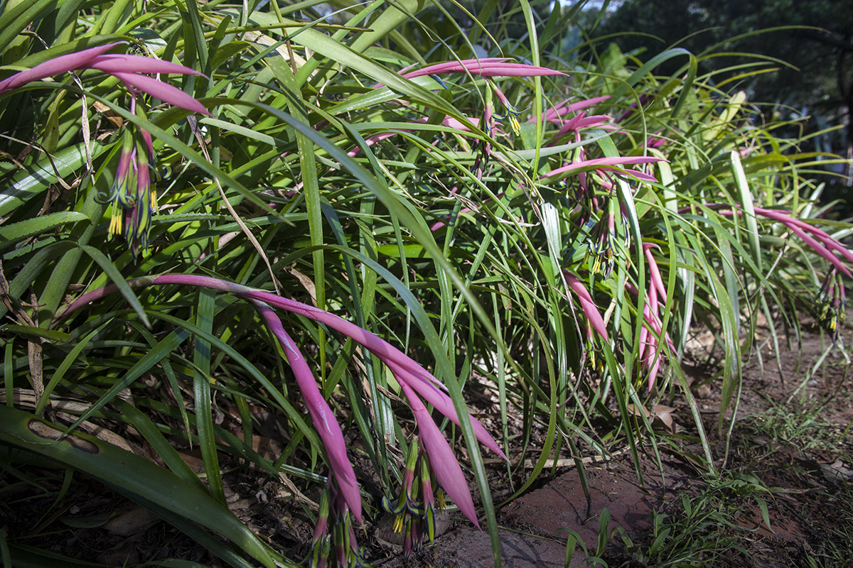 a clump of Billgergia nutans