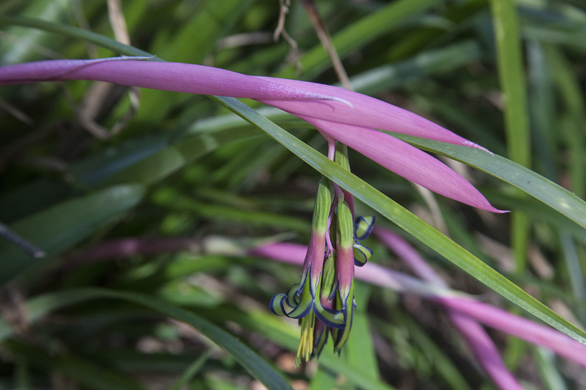Billbergia nutans flowering