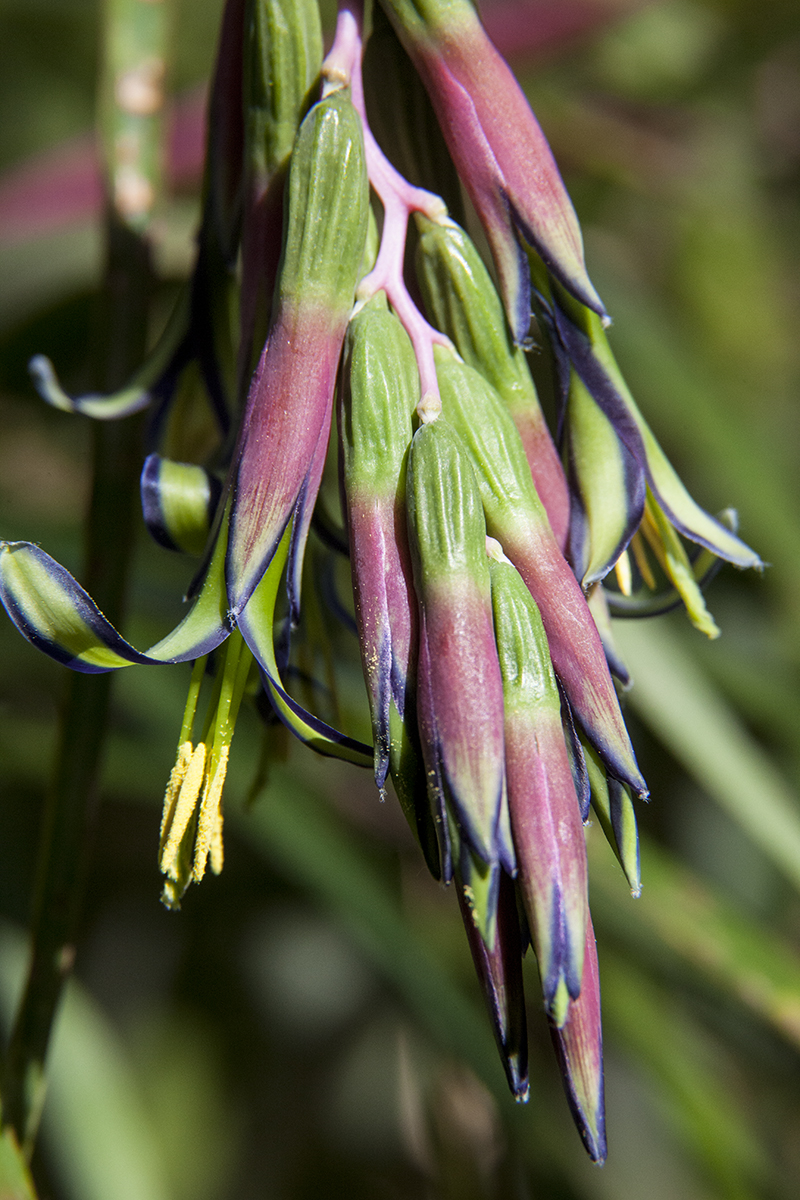 detail of Billbergia nutans flower
