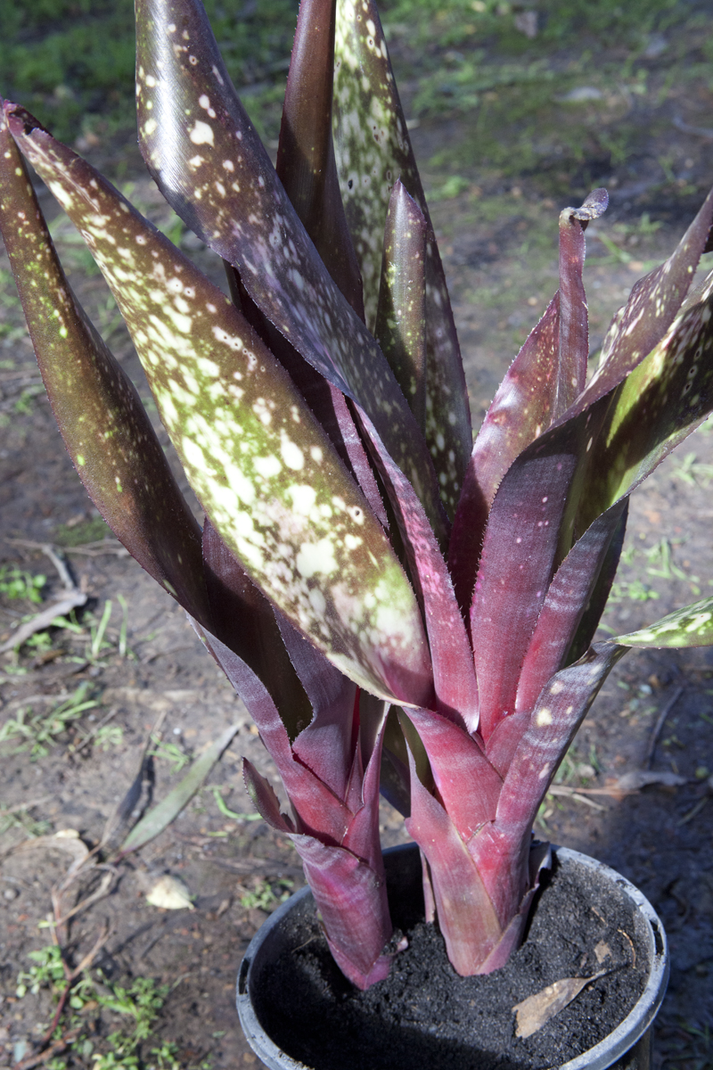 Billbergia Unknown 7, Lloyd Godman