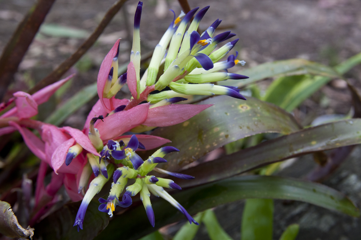 Billbergia Royal vase, lloyd godman