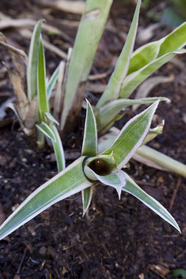 Billbergia Santa Barbara