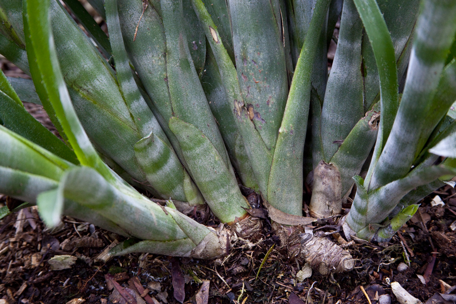 Billbergia unidentified no 6, Lloyd Godman