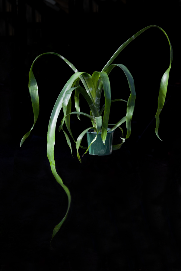 A matureing plant with long leaves of Billbergia Zebrina