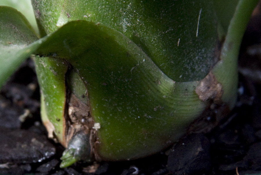a small pup developing at the base of Billbergia Zebrina