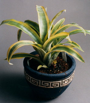 Billbergia Pyramidalis var stricta