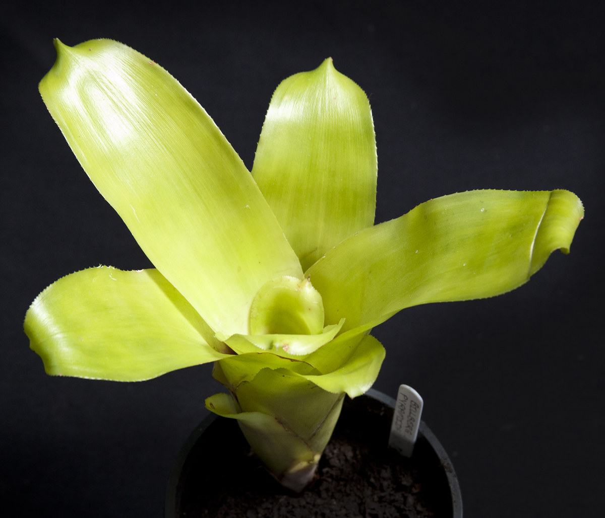 Billbergia pyramidalis , Lloyd Godman