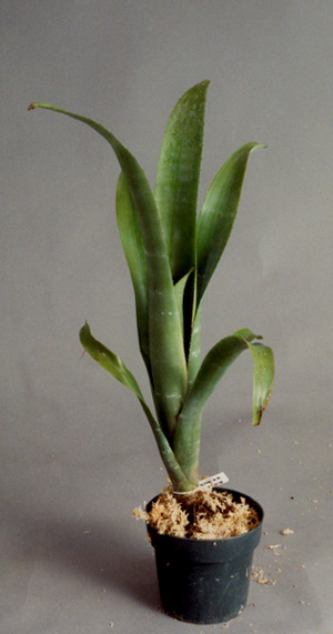 Billbergia Zebrina