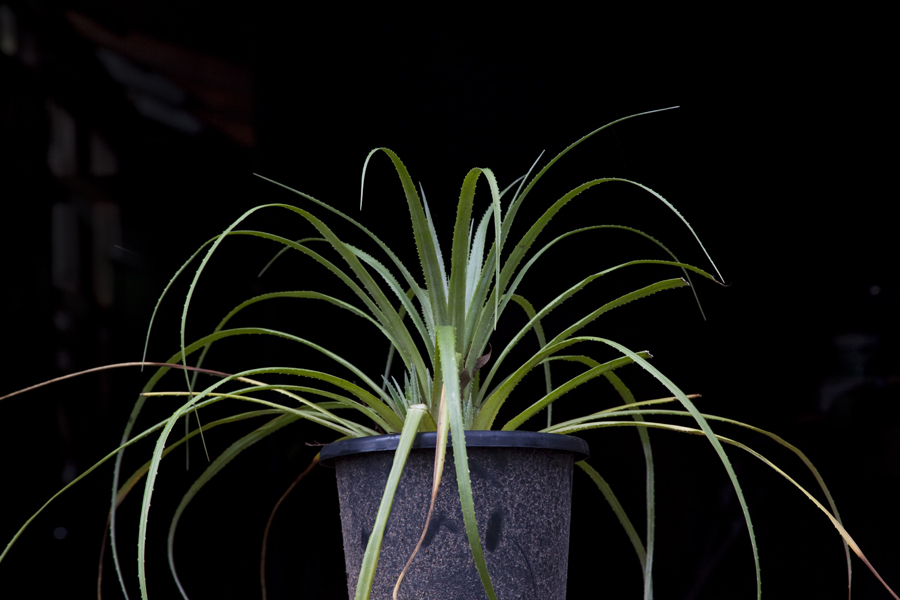 Fascicularia Bicolor Sp Canaliculata