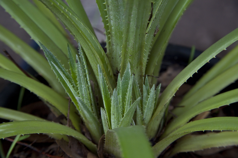 Detail of Fascicularia Bicolor Sp Canaliculata with pups
