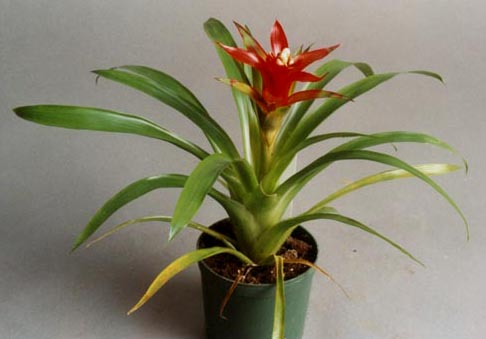 Guzmania Unidentified no 1