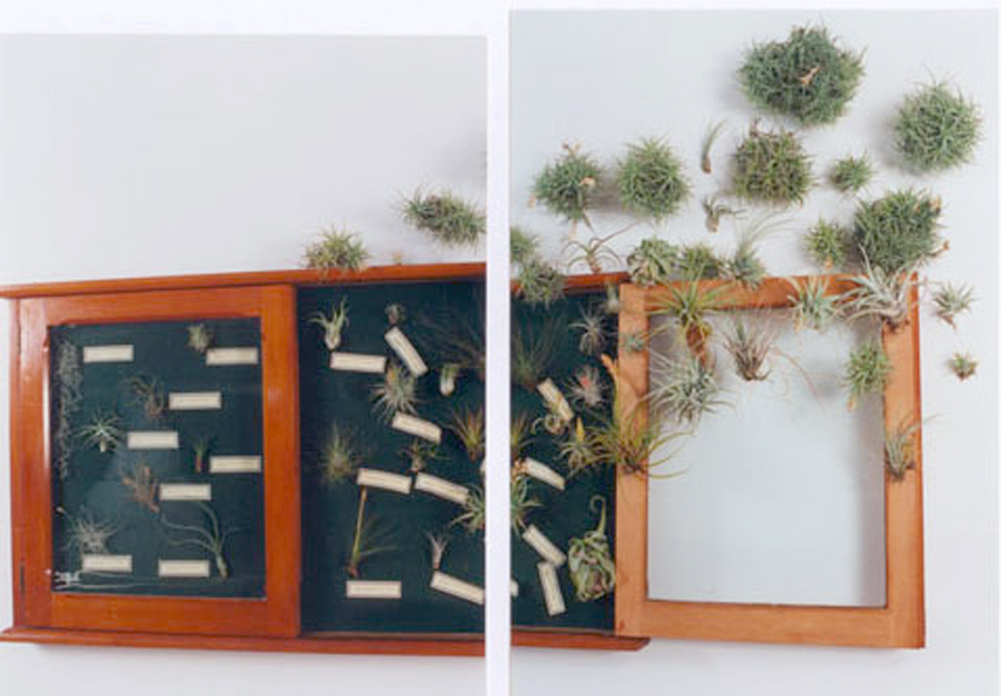art installation of tillandsia plants Lloyd Godman