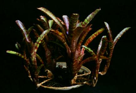 Neoregelia Ampullaria