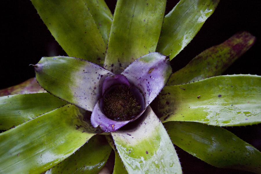 Neoregelia Australian Affair, Lloyd Godman