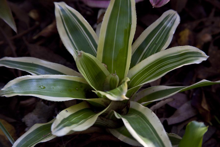 Neoregelia Avodon Variegata, Lloyd Godman