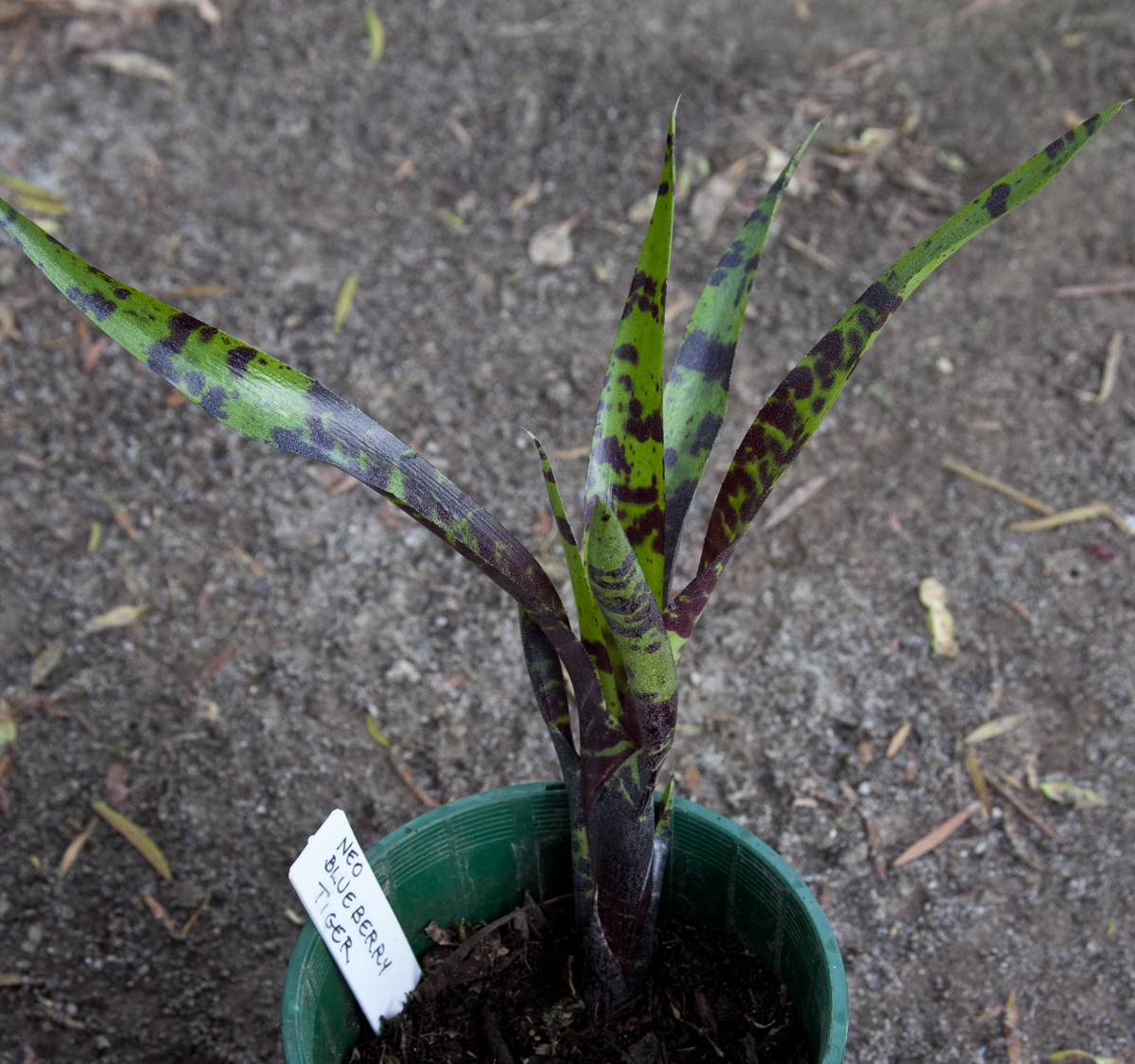 Neoregelia blushing tiger