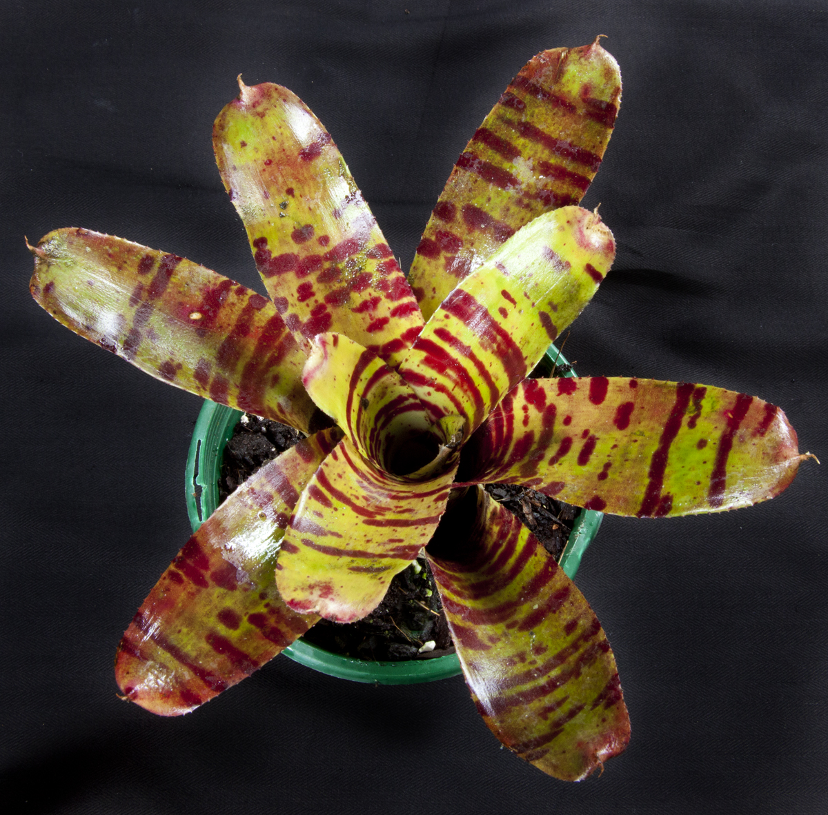 Neoregelia blushing tiger