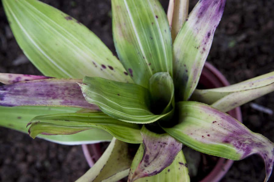 Neoregelia Carolinae concentrica, Lloyd Godman