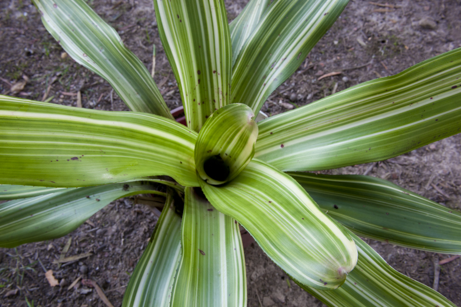 Neoregelia carolinae concentrica, Lloyd Godman