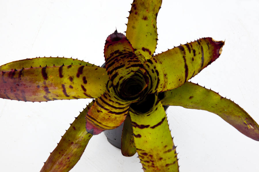 Neoregelia carharodon "Tiger", Lloyd Godman