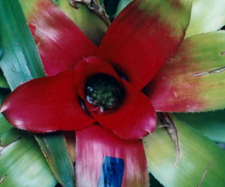 Neoregelia Carolinae Hybrid Bronze