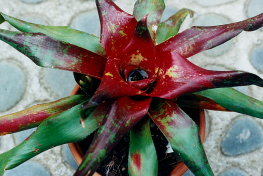 Neoregelia Furnace