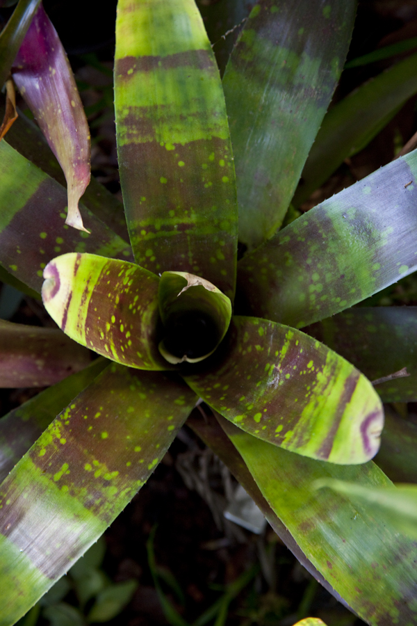 Neoregelia Color Parade, Lloyd Godman