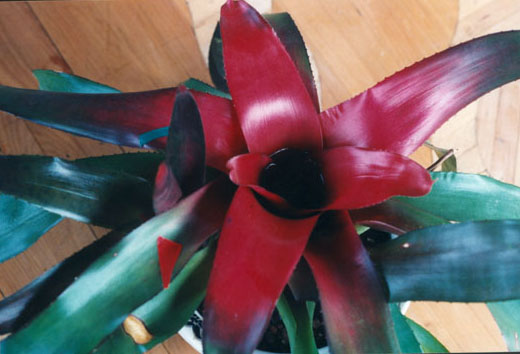 Neoregelia Dexter's Pride