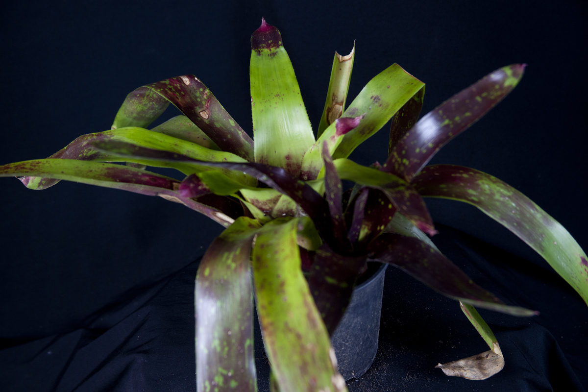 Neoregelia Anna