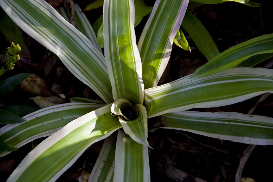 Neoregelia Flandria, lloyd Godman