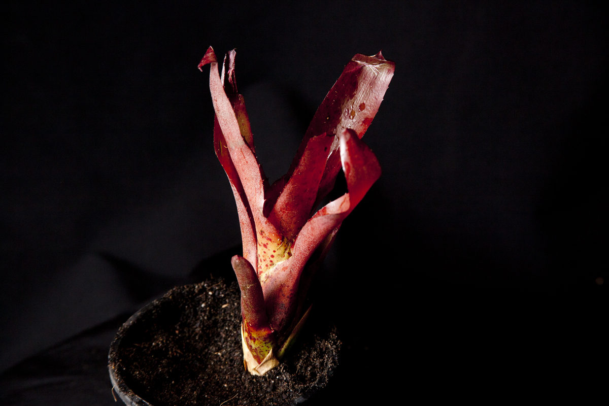 Neoregelia Flumeusis