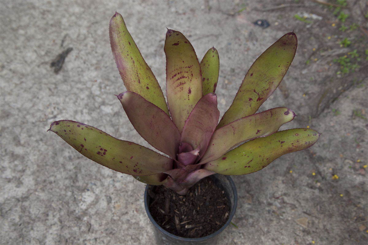 Neoregelia Aztec Gold