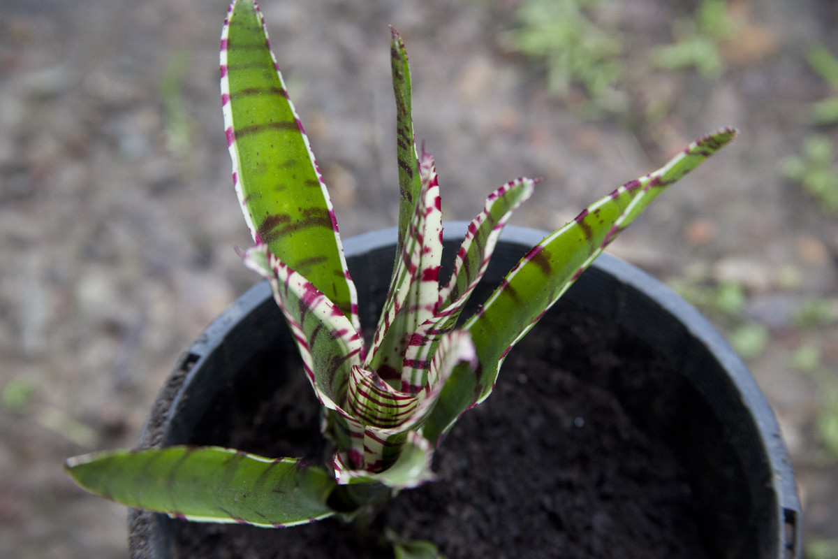 Neoregelia Hoheniana