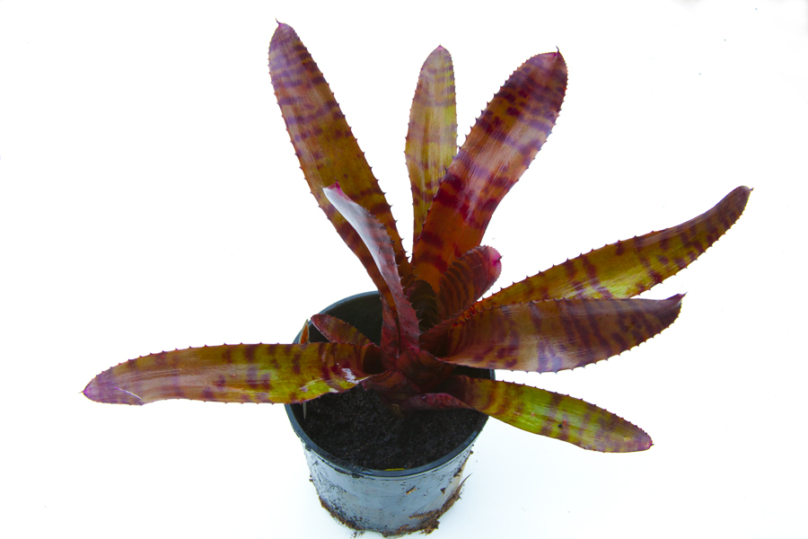 Neoregelia Groves Red Tiger