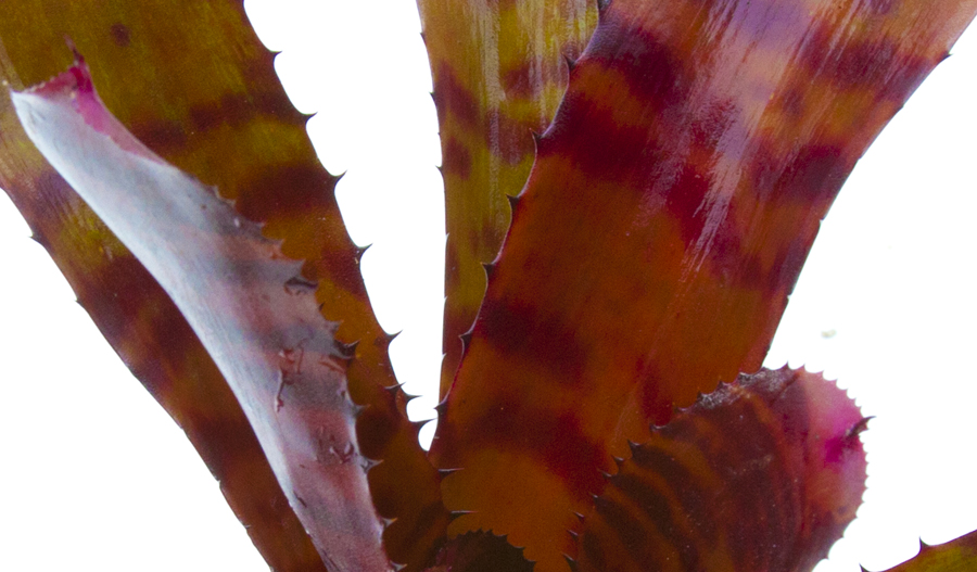 Neoregelia Groves Red Tiger