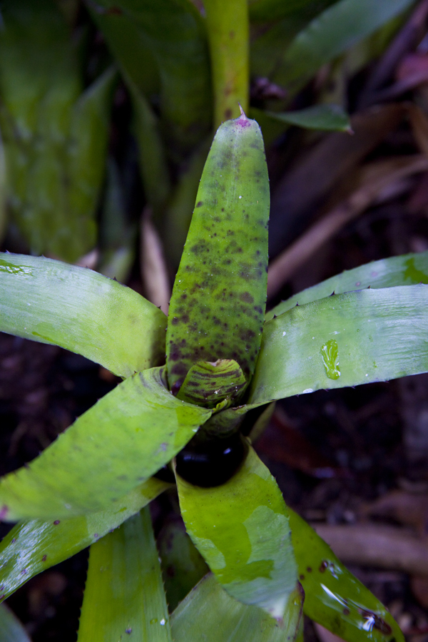 Neoregelia Hoheniana