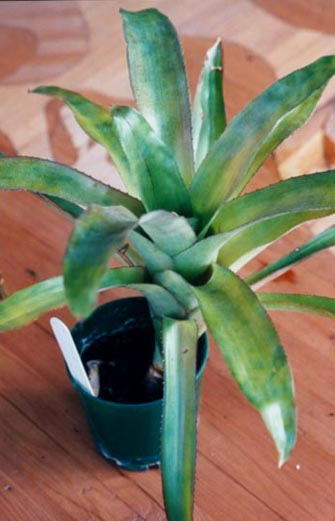 Neoregelia X Macrosepala