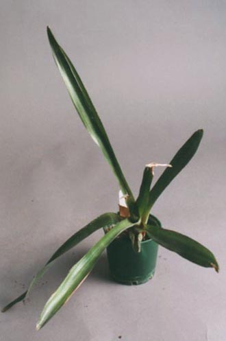 Neoregelia X Macrosepala 